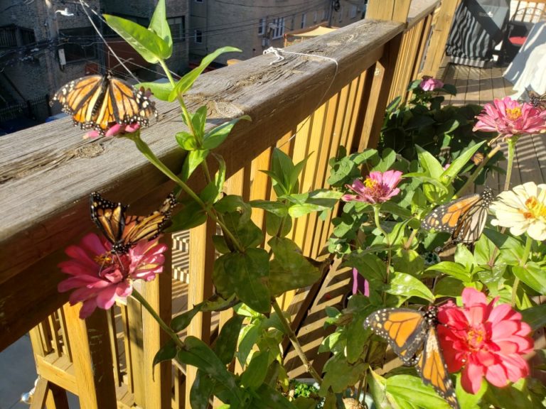 Monarch butterflies resting on zinnias on a deck