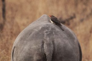 Rhino and bird, Sabi Sands, South Africa. Photo ©2014 by Jo Heindel. Used by permission