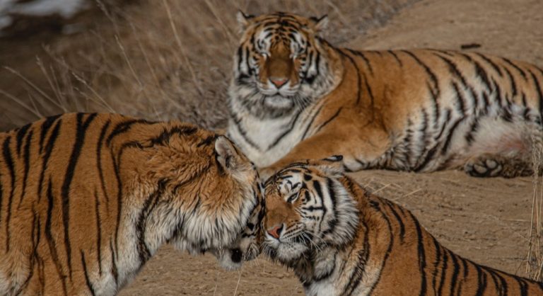 What to look for in a top risks list (Part II) Three tigers