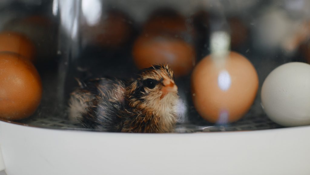 baby chick and unhatched eggs