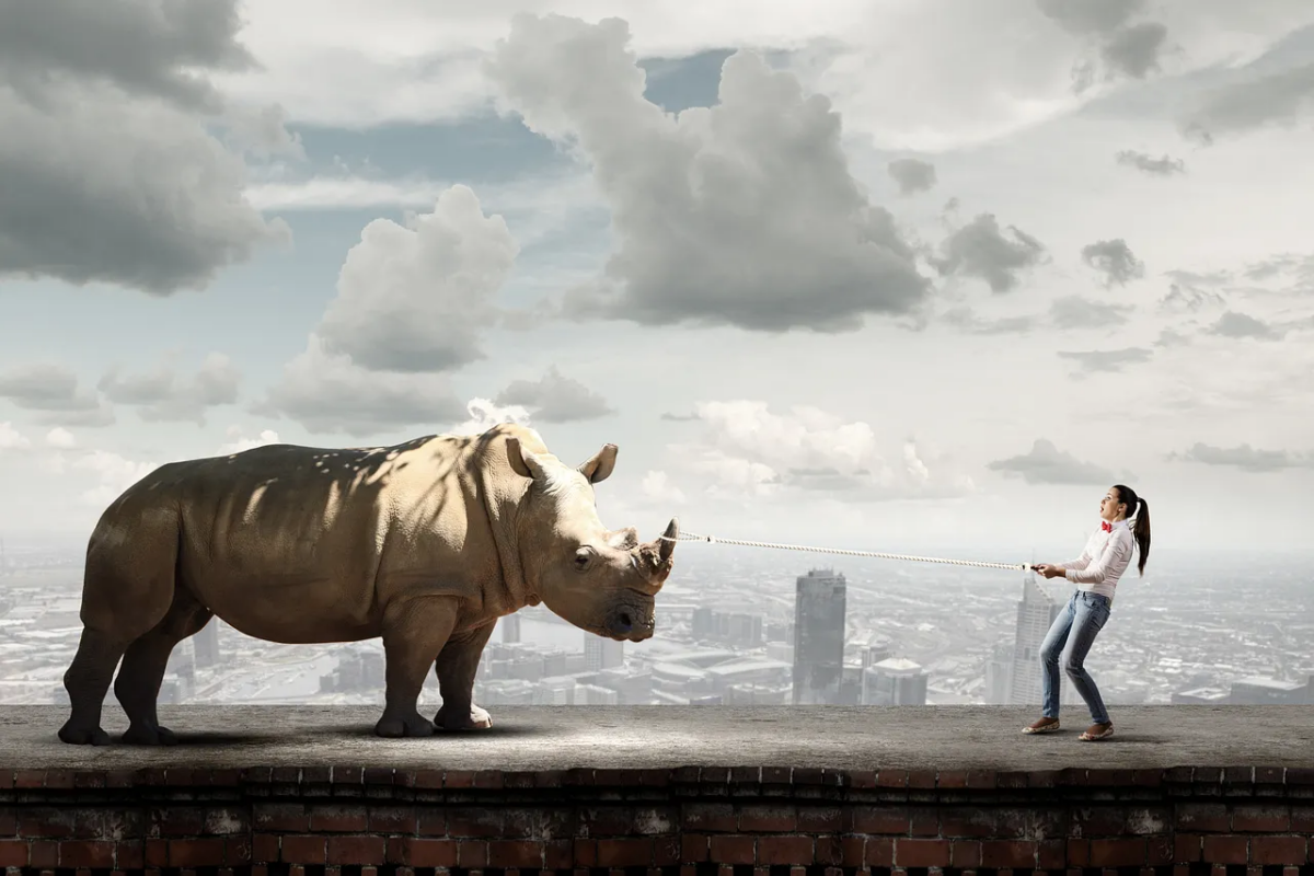 The Gray Rhino Wrangler on Substack | Gray Rhino & Company