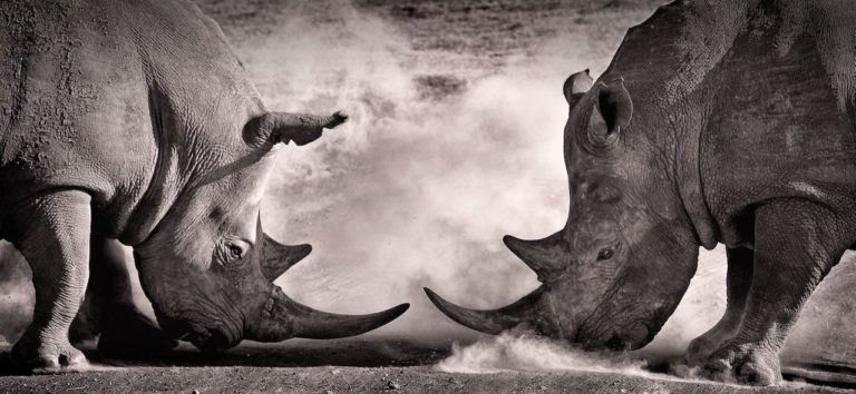 two rhinos facing each other down. black & white photo